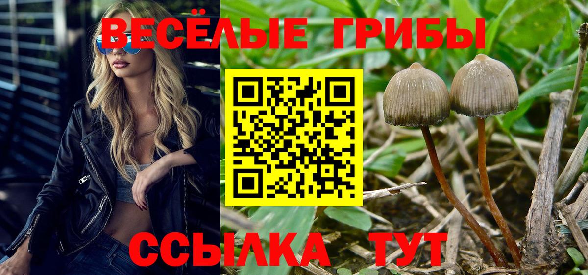 Псилоцибиновые грибы ЛСД  даркнет сайт  Тара  Псилоцибиновые грибы MAGIC MUSHROOMS 